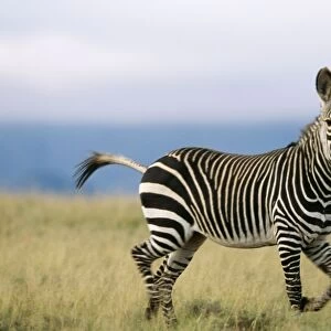 Cape Mountain Zebra CAN 1251 IUCN Endangered, South Africa. Equus z. zebra © John Cancalosi / ARDEA LONDON