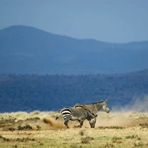 Cape Mountain Zebra - loosening soil for dust bath. Occurs in southern parts of Western and Eastern Cape of South Africa inhabiting barren, rocky uplands and subdesert plains. Mountain Zebra National Park, Eastern Cape, South Africa