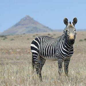 Cape Mountain Zebra stallion. Inhabits mountainous areas and adjacent flats. Confined to Western and Eastern Cape of South Africa. Mountain Zebra National Park, Eastern Cape, South Africa