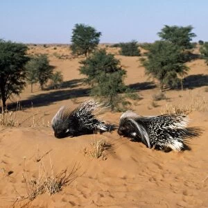 Cape Porcupine Kalahari desert, Southern Africa