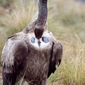 Cape Vulture CAN 1723 South Africa Gyps coprotheres © John Cancalosi / ARDEA LONDON