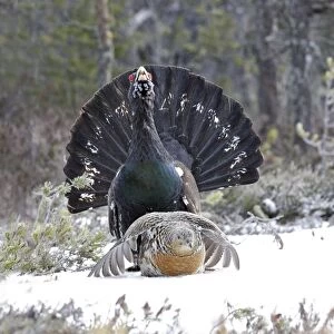 Capercaillie - male & female mating - courtship. Kuhmo - Finland