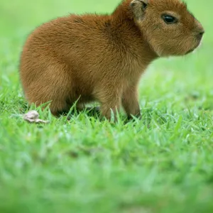 Capybara WAT 5887 Young Hydrochaeris © M. Watson / ARDEA LONDON