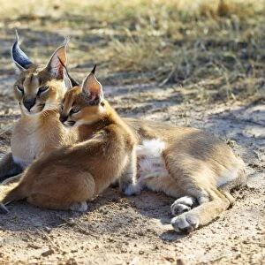 Caracal / African Lynx / Persian Lynx - female & young Namibia, Africa