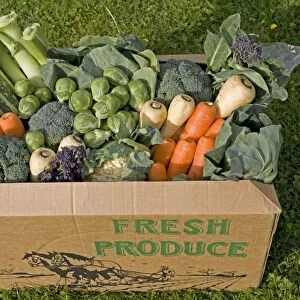 Cardboard box of fresh locally grown vegetables including cauliflower, cabbage, carrots, srouts, purple sprouting, parsnips and marrow