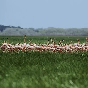 Caribbean flamingo  - feeding in seasonal swap - Venezuela