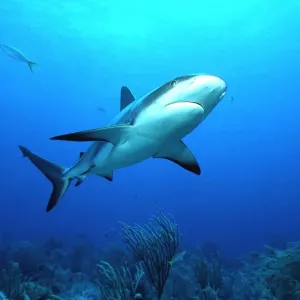Caribbean Reef Shark Caribbean Reef Shark