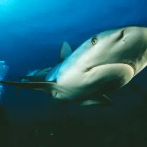 Caribbean Reef Shark Being filmed by diver (Ron Taylor) Caribbean Reef Shark Being filmed by diver (Ron Taylor)