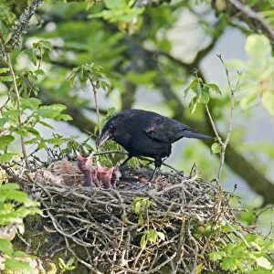Carrion crow – at nest – feeding young West Wales UK 004426