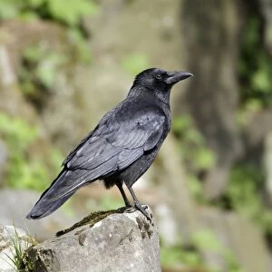 Carrion Crow - perched on rock - Hessen - Germany