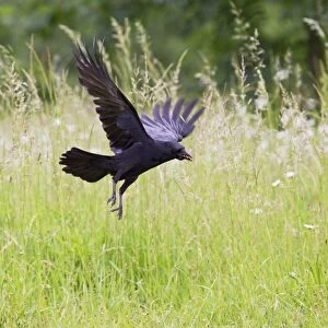 Carrion Crow - taking off from meadow with food in mouth - Bedfordshire UK 11708