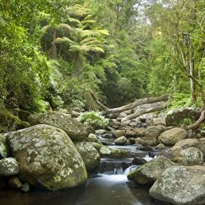 Cascades in rainforest - an idyllic creek cascades over boulders down a beautiful gorge in lush subtropical rainforest - Lamington National Park, Central Eastern Australian Rainforest World Heritage Area, Queensland, Australia