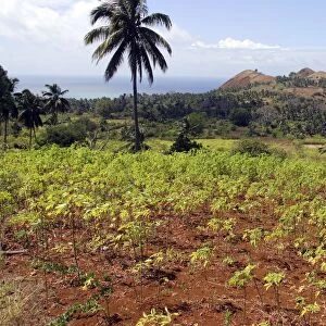 Cassava / Manioc Grande Comore Indian Ocean