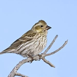 Cassin's Finch - female in winter. New Mexico in February