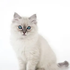 CAT - 10 week old ragdoll kitten