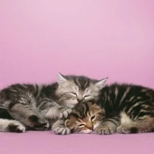 Cat - 2 kittens lying down together Digital Manipulation: background colour, eyes closed