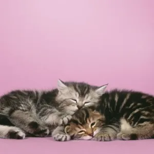Cat - 2 kittens lying down together Digital Manipulation: background colour, eyes closed Cat - 2 kittens lying down together Digital Manipulation: background colour, eyes closed