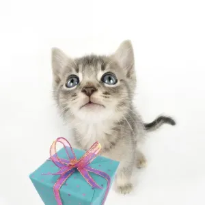 Cat - 6 week old Somali cross Asian kitten with present. Digital Manipulation: present JD Cat - 6 week old Somali cross Asian kitten with present. Digital Manipulation: present JD