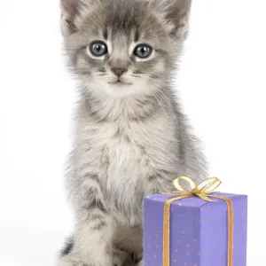 Cat - 6 week old Somali cross Asian kitten with present Digital Manipulation: present JD Cat - 6 week old Somali cross Asian kitten with present Digital Manipulation: present JD