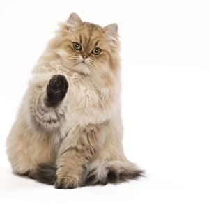 Cat - 7 month old Persian Kitten in studio with one paw up - Black golden-shell