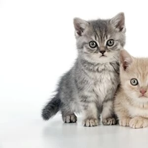 CAT - 7 week old british shorthair kittens