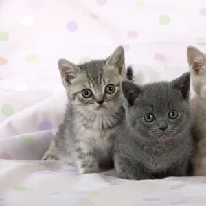 CAT - 7 week old british shorthair kittens