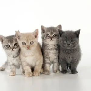 CAT - 7 week old british shorthair kittens