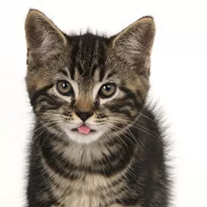 CAT. 7 weeks old tabby kitten, head & shoulders, looking at camera, mouth open, tongue, cute, studio, white background