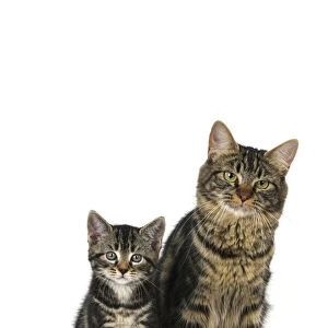 CAT. 7 weeks old, tabby kitten sitting with its mother, cute, studio, white background