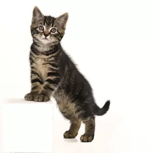 CAT. 7 weeks old tabby kitten, stepping up, cute, studio, white background