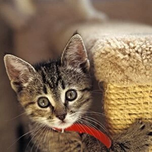 Cat - 8-10 week old kitten - Santa Cruz Society for the Prevention of Cruelty to Animals - Santa Cruz - CA - USA