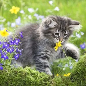 Cat - 8 week old Norwegian Forest kitten sniffing flowers