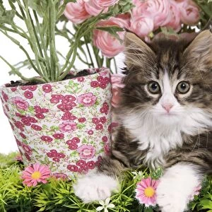 Cat - 8 week old Norwegian Forest kitten in studio with flowers