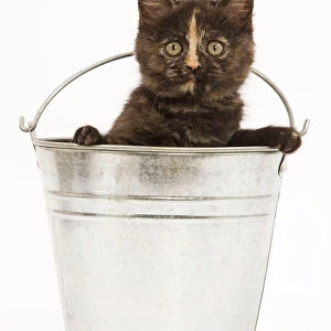 Cat - 8 week old tortoiseshell British shorthair in studio in metal bucket