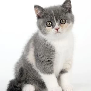 CAT - 9 week old british shorthair kitten