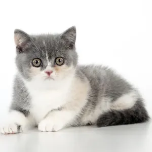 CAT - 9 week old british shorthair kitten
