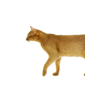 Cat - Abyssinian Red