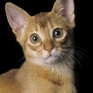 Cat - Abyssinian Sorrel