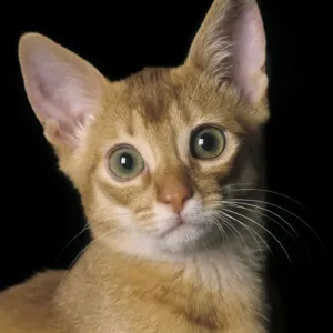 Cat - Abyssinian Sorrel Cat - Abyssinian Sorrel