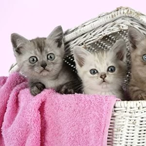 Cat. Asian. Black smoke, Chocolate classic tabby and Brown classic tabby smoke kittens (8 weeks) in wicker laundry basket