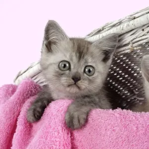 Cat. Asian. Black smoke kitten (8 weeks) in wicker laundry basket Cat. Asian. Black smoke kitten (8 weeks) in wicker laundry basket