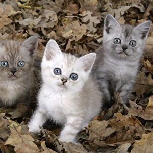 Cat. Asian. Brown classic tabby smoke, Chocolate classic tabby and Black Smoke kittens (8 weeks) amongst autumn leaves