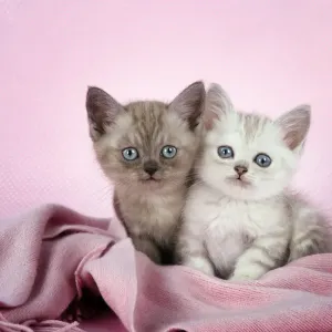 Cat. Asian. Brown classic tabby smoke kitten (8 weeks) and Chocolate classic tabby kitten (8 weeks) in pink scarf Digital Manipulation Cat. Asian. Brown classic tabby smoke kitten (8 weeks) and Chocolate classic tabby kitten (8 weeks) in pink scarf Digital Manipulation