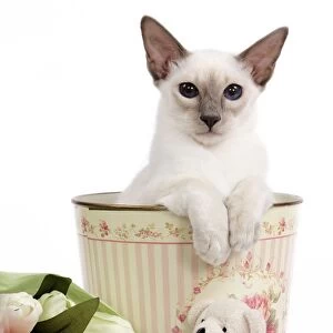 Cat - Balinese - Kitten in bin with teddy and flowers