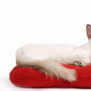 Cat - Balinese - Kitten lying down on pillow cushion