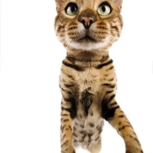 Cat - Bengal brown spotted stretching up to camera - fish-eye lense