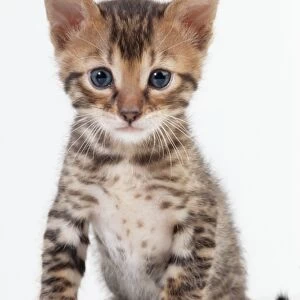 Cat - Bengal Kitten, 4 weeks