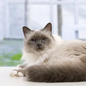 Cat - Birman