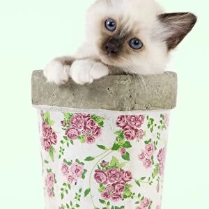 Cat - Birman kitten - in flowerpot Manipulation: Background colour changed