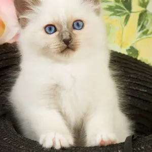 Cat - Birman kitten in hat Cat - Birman kitten in hat